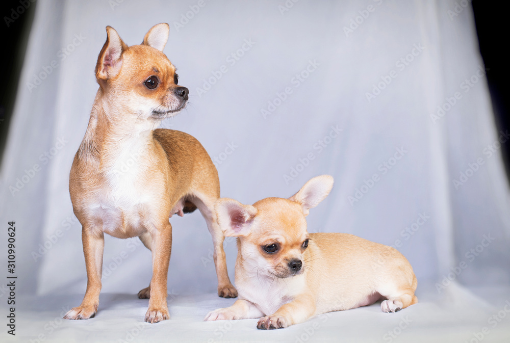 Mom and daughter chihuahua on a white background