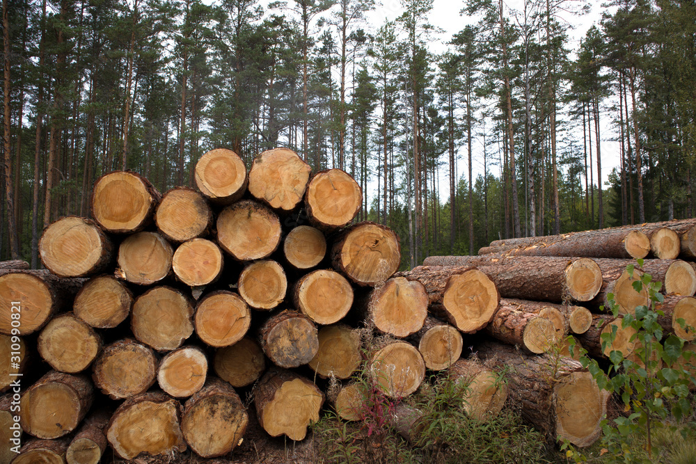 Forest edge with saw mill, stacks of pine logs against pine forest Forest edge with saw mill, stacks of pine logs against pine forest