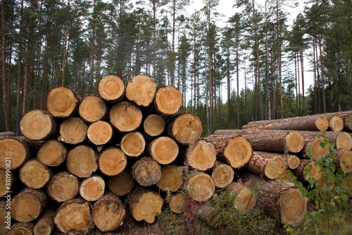 Forest edge with saw mill  stacks of pine logs against pine forest