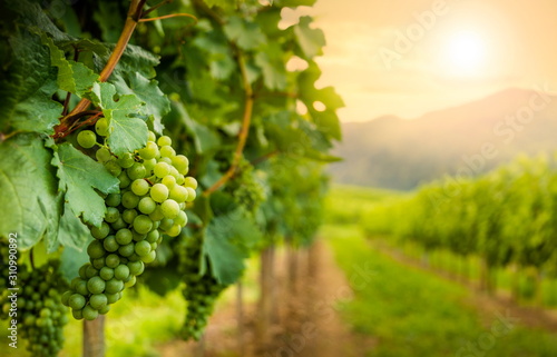 Grapes in vineyard in Wachau valley, winegrowing area, Lower Austria. Europe. photo