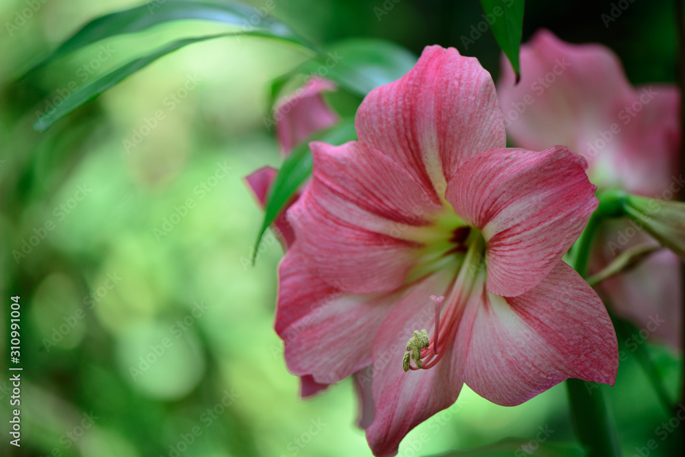 Φωτογραφία Close up of beautiful pink belladonna lily's Petals, isolated in green background