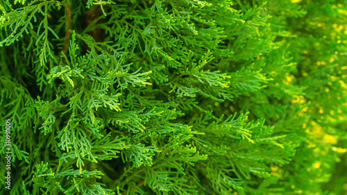 Spruce branch. Beautiful branch of spruce with needles. Christmas tree in nature. Green spruce. Spruce close up.