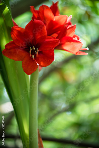 Close up of beautiful  red belladonna lily's  Petals, isolated in green background.