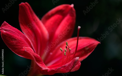 Background Texture Material, close up of red belladonna lily's Petals.