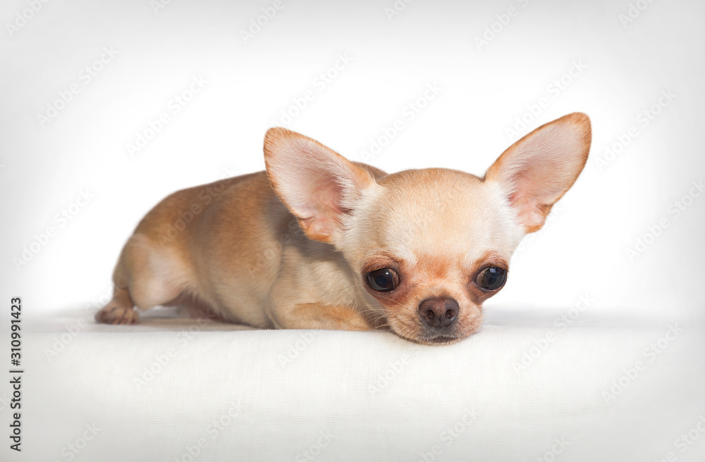 Chihuahua dog (male) lies on a white background