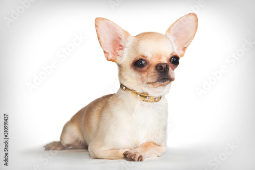 Photography Chihuahua dog (male) lies on a white background