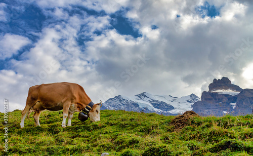 cow in the mountains © Laura Andersen