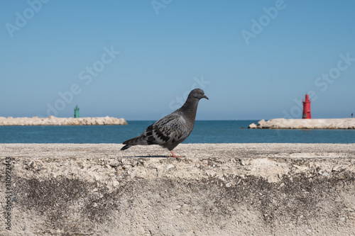 dove pigeon, Italy