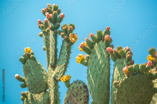 nopal cactus with yellow flowers photo