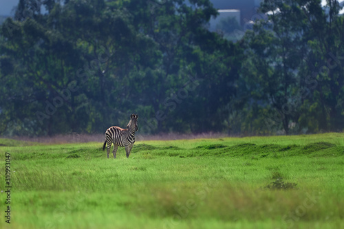 Fototapeta Naklejka Na Ścianę i Meble -  Zebra grazing in a green grassland