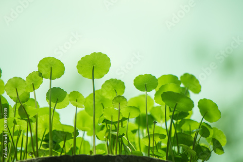 Water Pennywort green plant bright nature fresh background,Hydrocotyle. photo