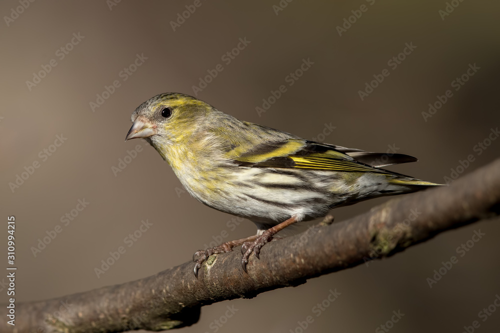 Obraz premium Siskin Perched
