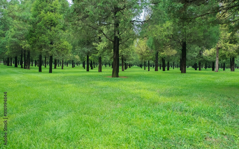 green background of green grass and trees in the park green background of green grass and trees in the park