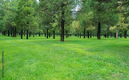Fototapeta Naklejka Na Ścianę i Meble -  green background of green grass and trees in the park 