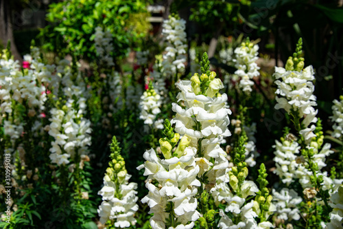 Φωτογραφία a garden of white snapdragon plants in full bloom found in Marbella, Spain
