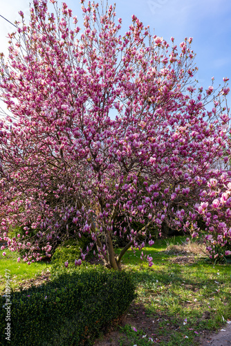 Blooming magnolia tree in spring garden