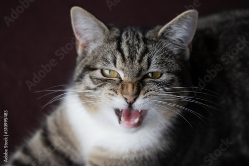 portrait of a tabby cat © ALF photo