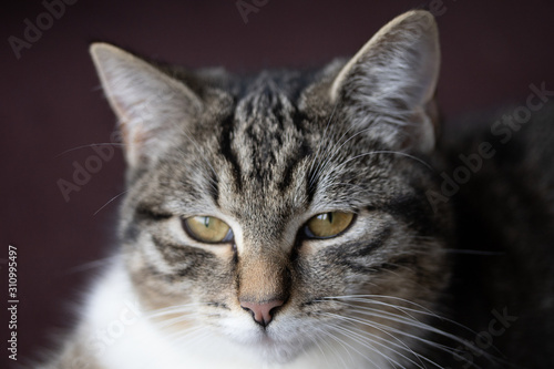 portrait of a tabby cat