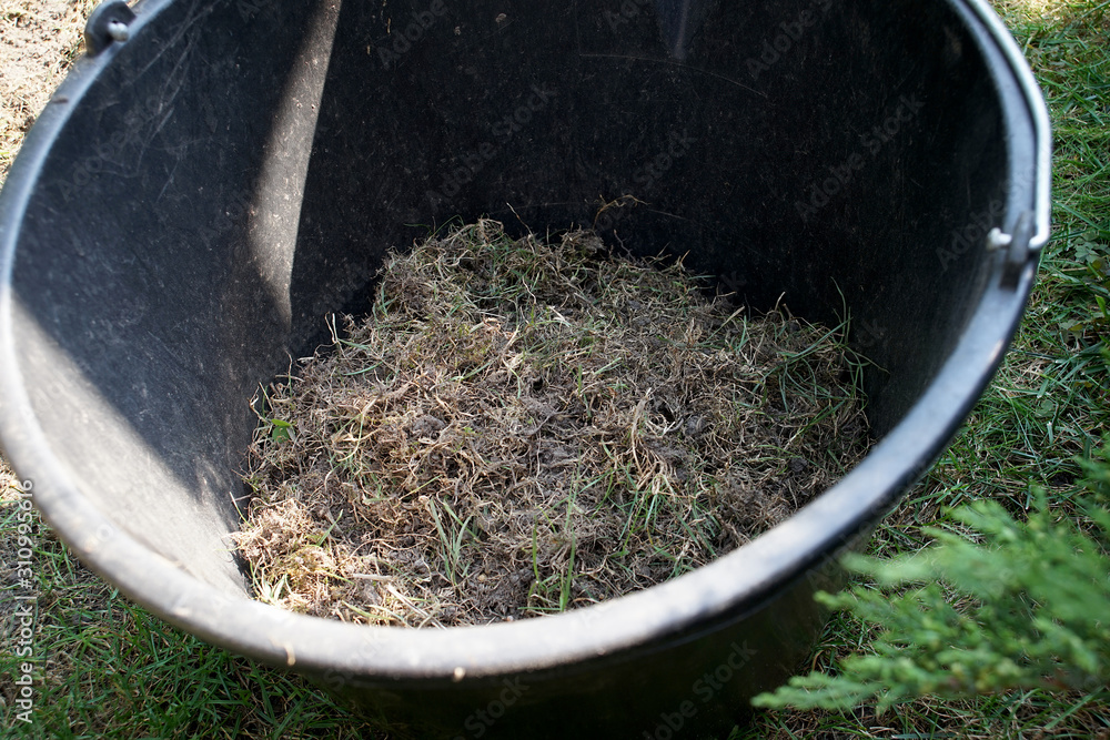dried grass from the lawn collected in a bucket dried grass from the lawn collected in a bucket