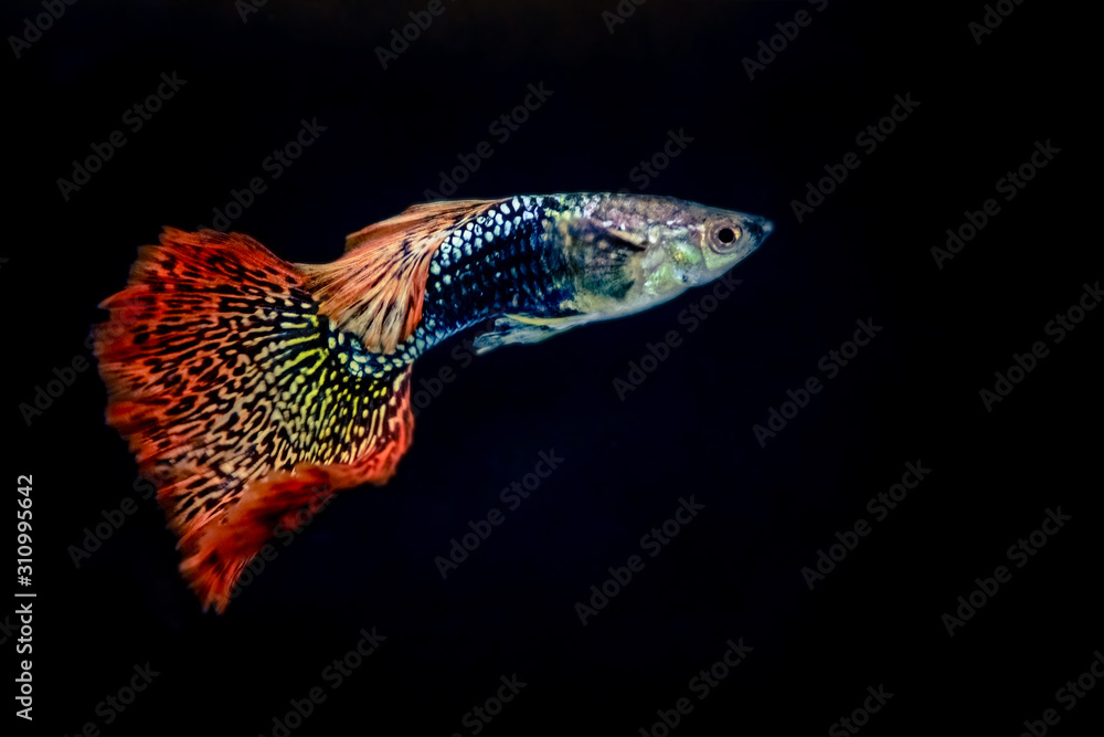 Fototapeta premium Beautiful guppy is isolated on black background.