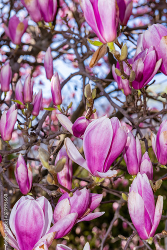 pink magnolia flowers in spring