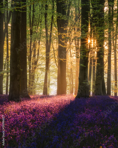 Majestic Spring landscape image of colorful bluebell flowers in woodland photo