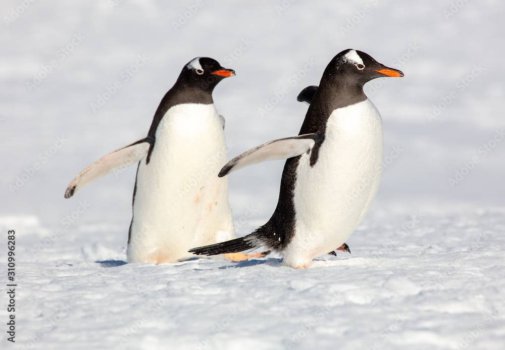 Obraz premium gentoo penguins in Antarctica