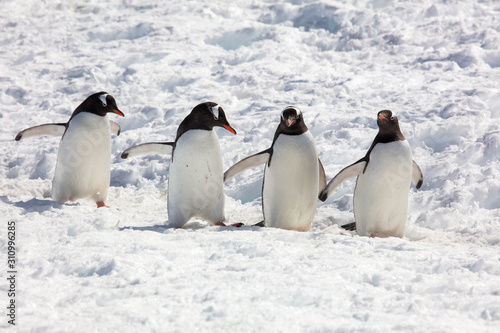 gentoo penguins in Antarctica  © Bruce