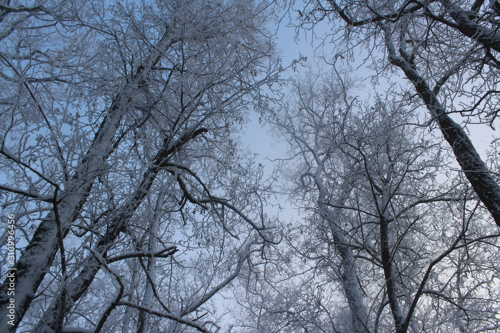 tree in winter