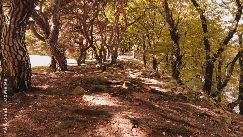 Scenic cinematic slow motion video of trees in park on bank of Hyeongsan River in Gyeongju in South Korea. Beautiful summer sunny sunset look of nature of Republic of Korea Scenic cinematic slow motion video of trees in park on bank of Hyeongsan River in Gyeongju in South Korea. Beautiful summer sunny sunset look of nature of Republic of Korea