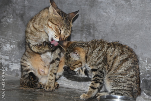 The cat and her little baby lick nails with their tongues