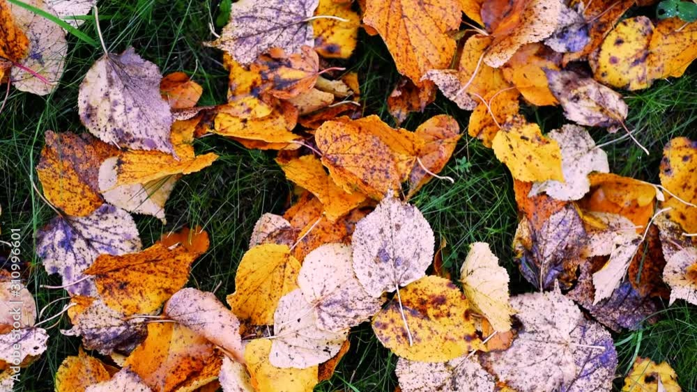 Background from autumn leaves on the ground, slow motion. Autumn mood concept Background from autumn leaves on the ground, slow motion. Autumn mood concept