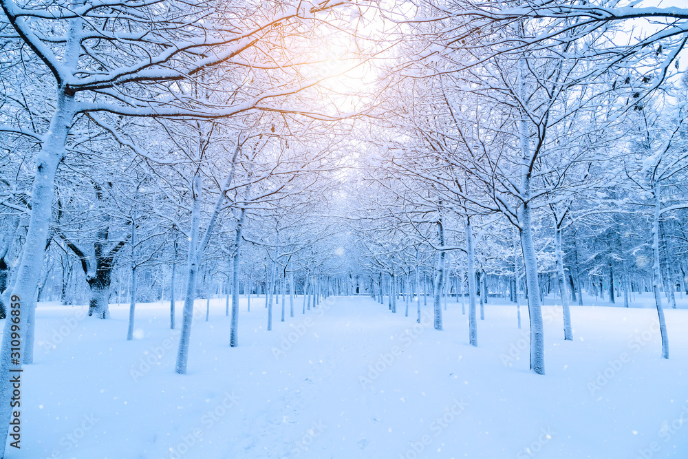 Fototapeta premium Snowy winter alley in a winter park in the evening snowfall