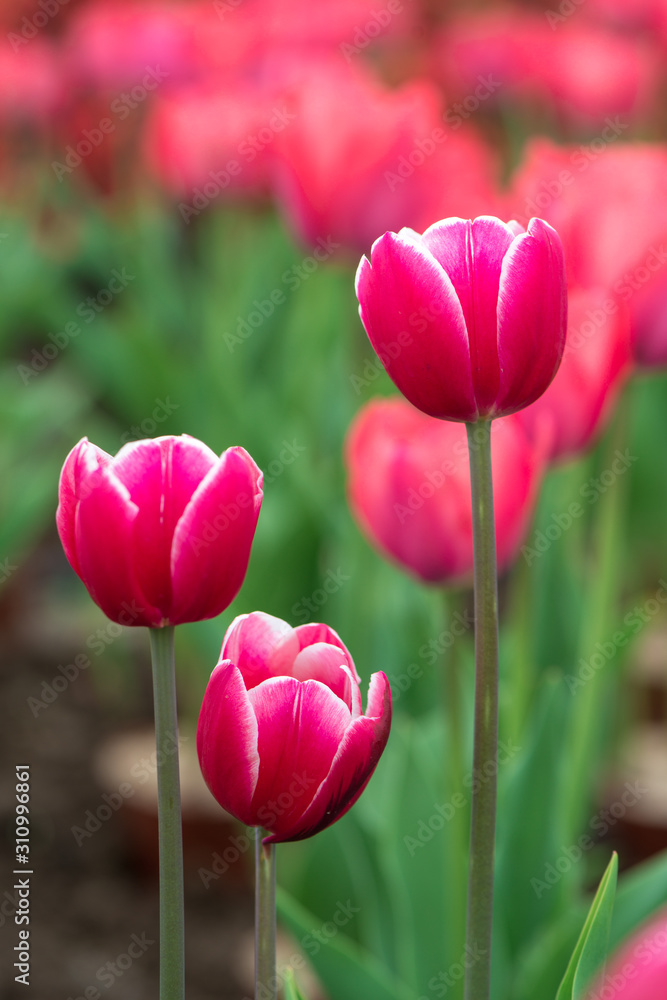 Beautiful colorful red tulip background photo. Beautiful colorful red tulip background photo.