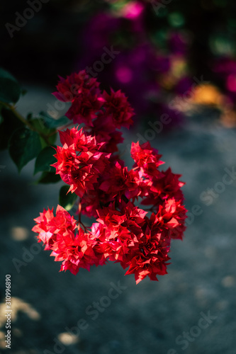Red Bougainvillea flowers in thailand
