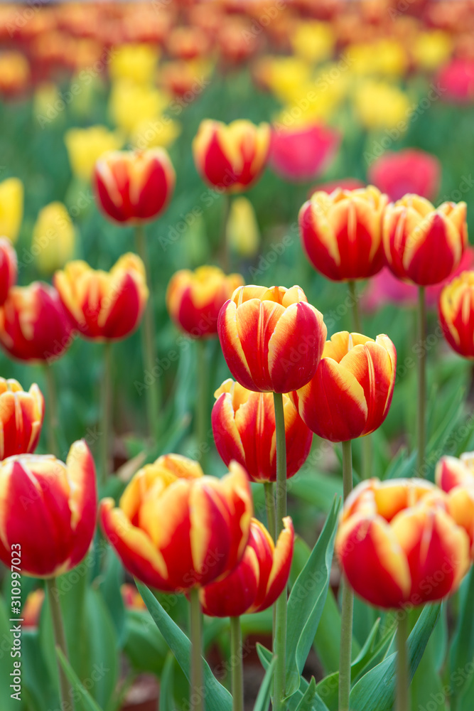 Beautiful and colorful tulip Photos. Beautiful and colorful tulip Photos.