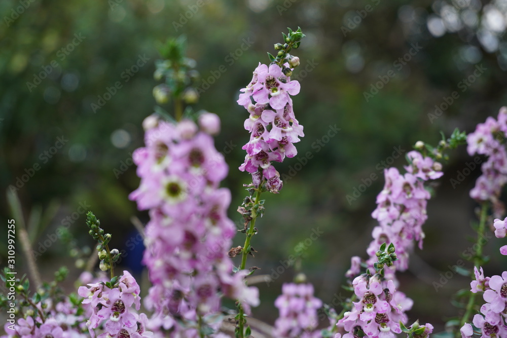 Fototapeta premium small purple flowers in the garden.