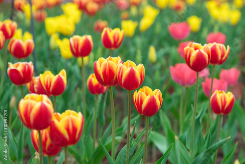 Beautiful and colorful tulip Photos.