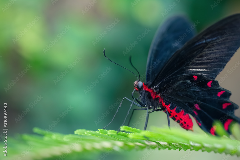Fototapeta premium Szkarłatny motyl mormonowy spoczywający na liściu (Papilio rumanzovia). Zbliżenie