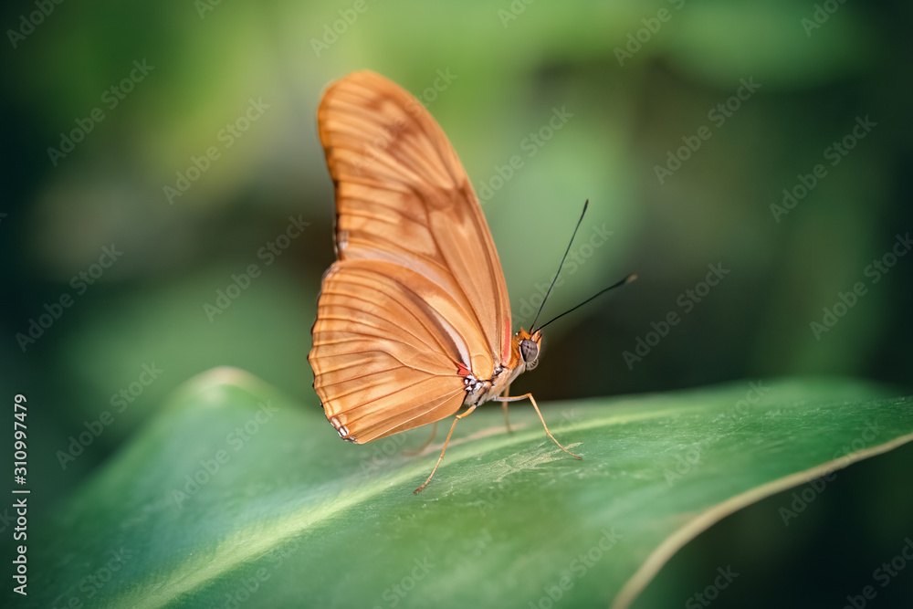 Julia butterfly in a leaf (Dryas iulia). Close-up Julia butterfly in a leaf (Dryas iulia). Close-up