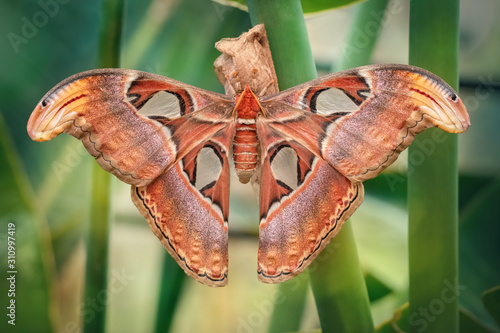 Atlas moth butterfly sleeping by day (Attacus atlas). Close-up