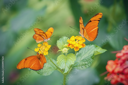 Three butterfly Julia in yellow flowers (Dryas iulia). Close-up