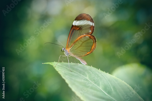 Glasswing butterfly in a leaf (Greta oto). Close-up