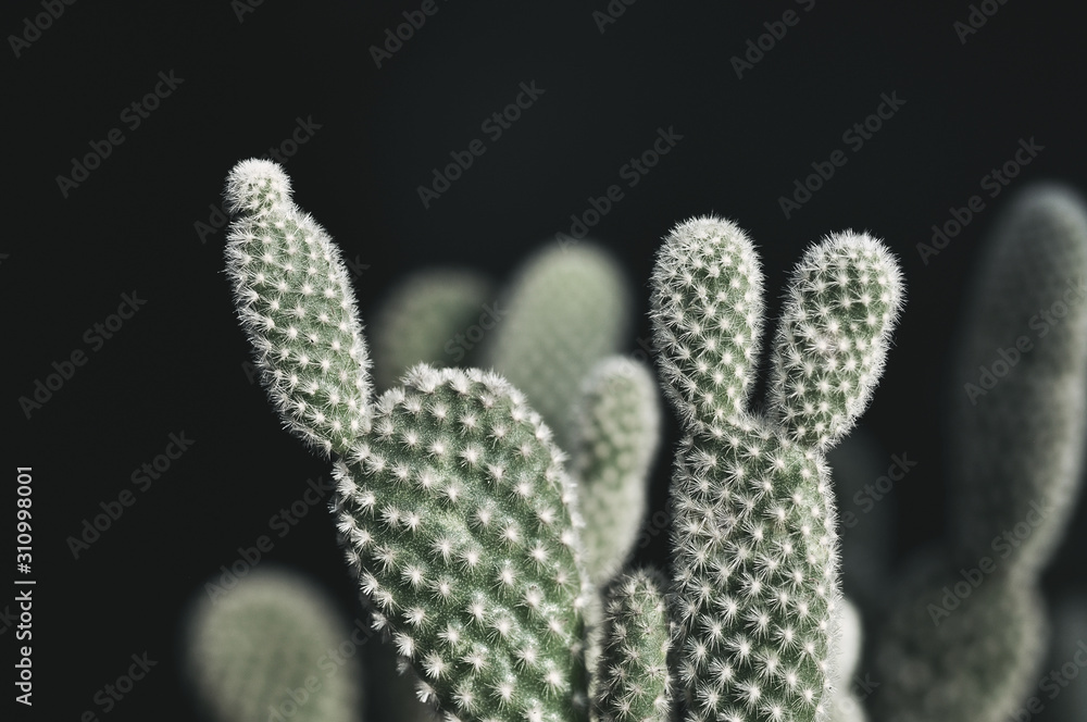 Opuntia microdasys cactus in the pot Opuntia microdasys cactus in the pot