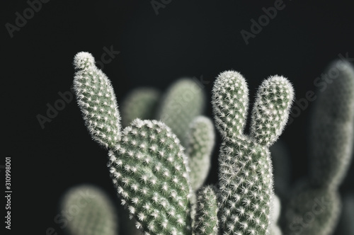 Opuntia microdasys cactus in the pot