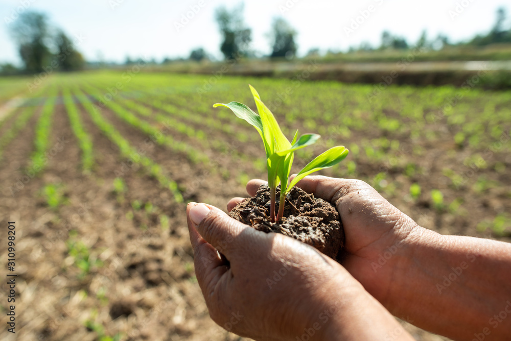 Seedlings are growing from fertile soil. While human hands are bending the  soil to grow / grow crops for animal feed Stock Photo | Adobe Stock