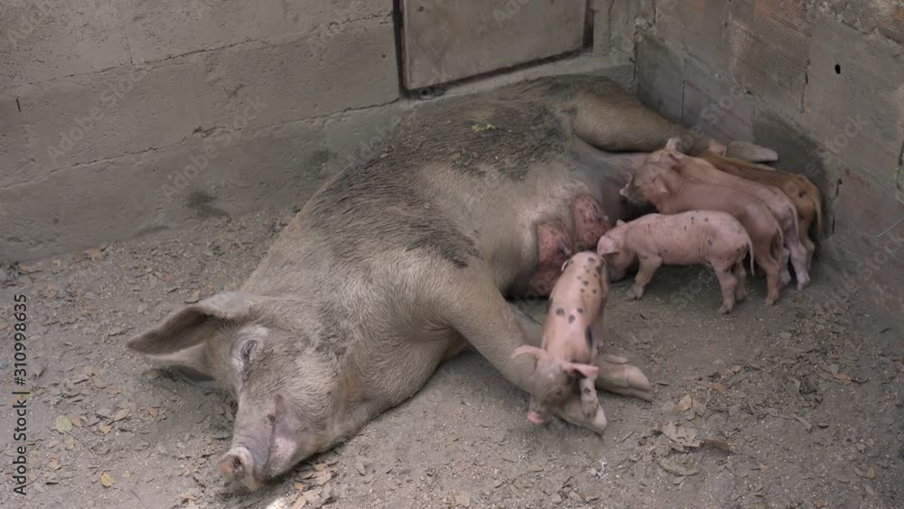 Newborn piglets feeding from mother pig in the farm Newborn piglets feeding from mother pig in the farm