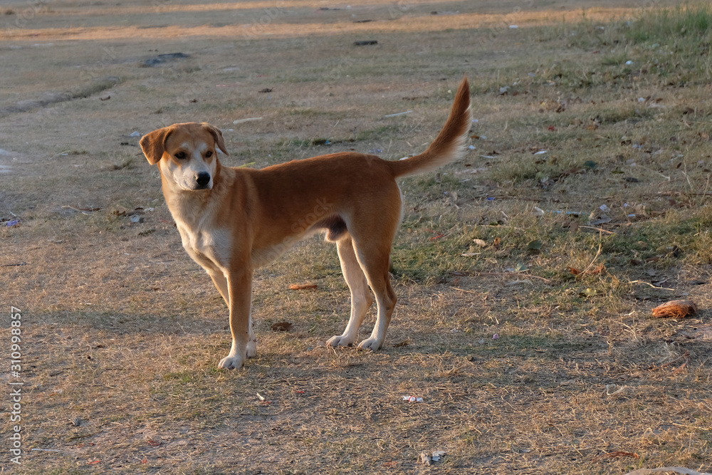 Close up thai street dog