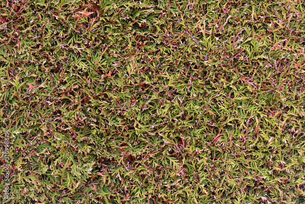 The texture of the smooth surface of thuja trimmed. Bright texture of thuja coniferous shrub The texture of the smooth surface of thuja trimmed. Bright texture of thuja coniferous shrub