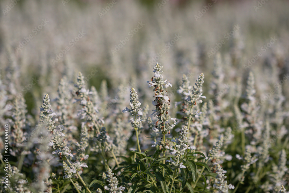 Obraz premium Selective focus white Salvia Flower in the garden.Beautiful white flower in the garden.Sage flower.